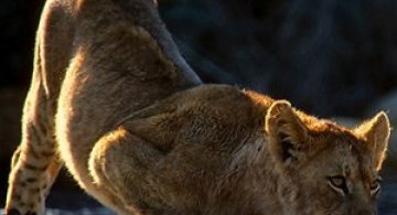 Dramatism animalic cu Mark Vincent Muller