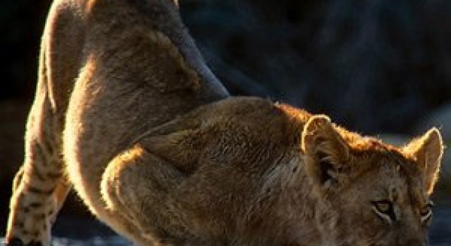 Dramatism animalic cu Mark Vincent Muller