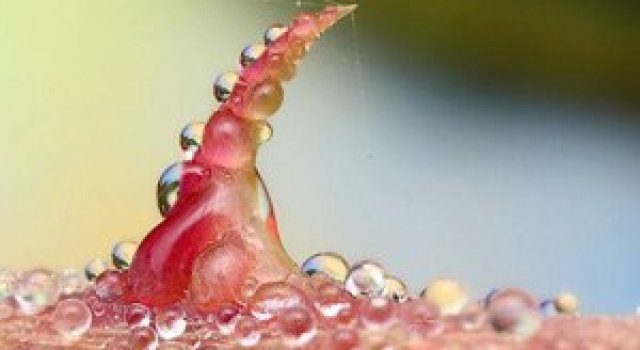 In intimitatea insectei cu Ondrej Pakan