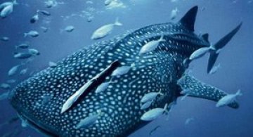 Viata in albastru: National Geographic