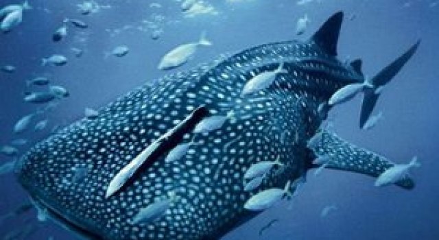 Viata in albastru: National Geographic