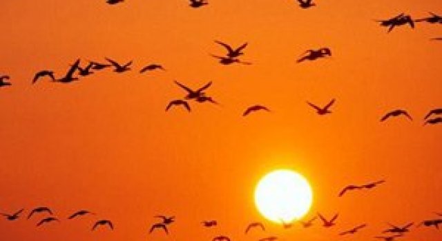 Viata in portocaliu: National Geographic
