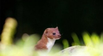 Ce spun animalele despe Mark Bridger