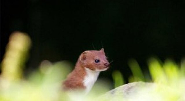Ce spun animalele despe Mark Bridger