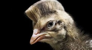 Zoo la coafor – print pentru Braun