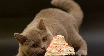 Fara cuvinte, doar cu tandrete