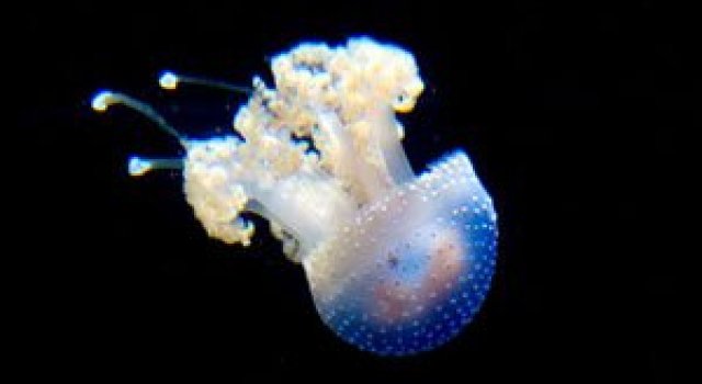Meduza vedeta si bulinele ei albe