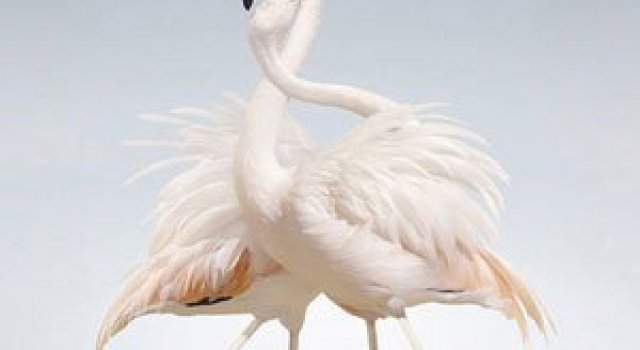 Fiinte umane, nu animale, de Simen Johan