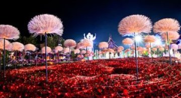 Lotusi cu doua milioane de petale din Thailanda