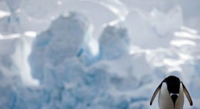 Unhappy Feet: Viata grea de pinguin, de Camille Seaman