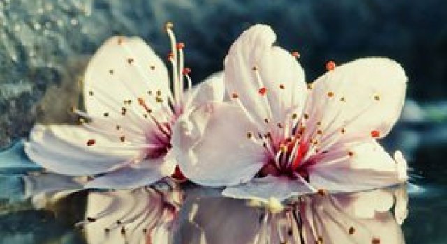 Florile culese de olandezul Oer-Wout