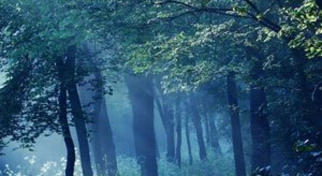 Ratacita prin paduri, Nelleke Pieters