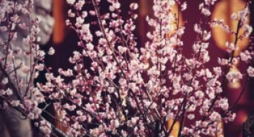 25 de flori din Japonia