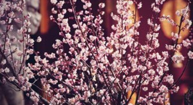 25 de flori din Japonia