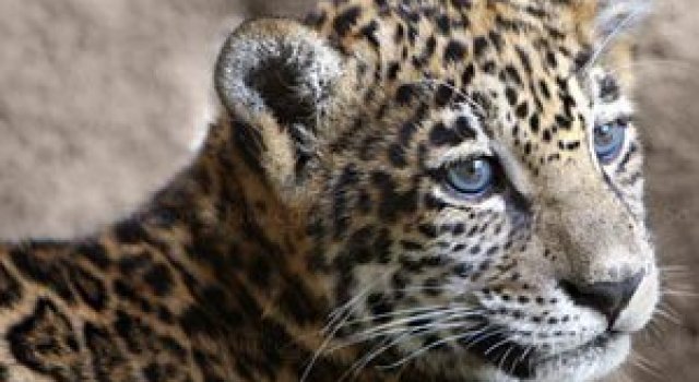 42 de super poze cu animale de Sooper Deviant