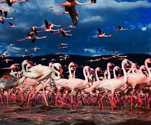 Peisaje roz cu flamingi, de Martin Harvey