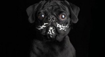 Ron Schmidt si studioul foto de portrete canine