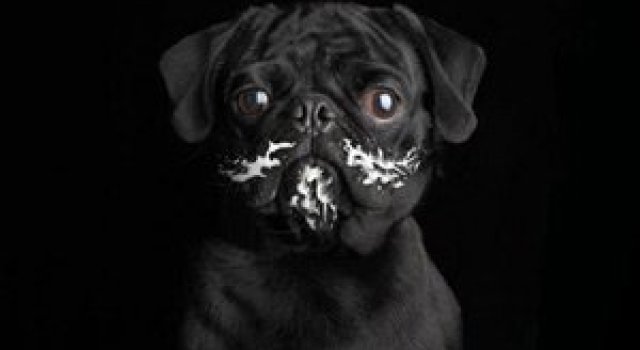 Ron Schmidt si studioul foto de portrete canine