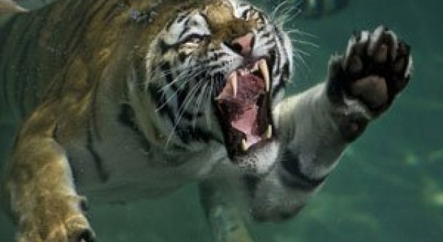 Mukul Soman, natura, animalele si profunzimea Indiei