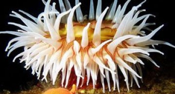 Scufundari in imagini, via National Geographic