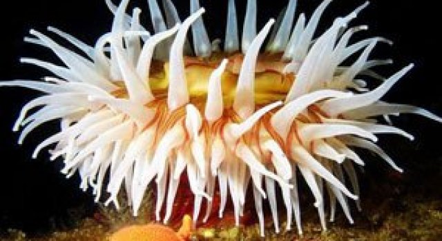 Scufundari in imagini, via National Geographic
