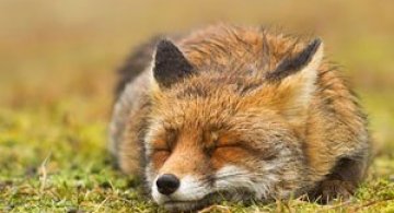 Portrete spontane cu vulpi, de Roeselien Raimond