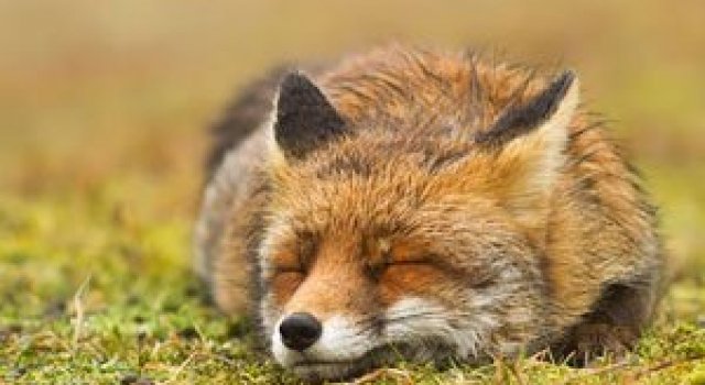 Portrete spontane cu vulpi, de Roeselien Raimond