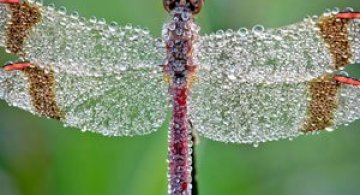 Insecte acoperite de stopi de roua, de David Chambon