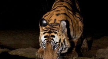Povestea tigrilor, spusa in imagini de Steve Winter