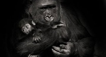 Animalele imblanzite de fotografa Sue Demetriou
