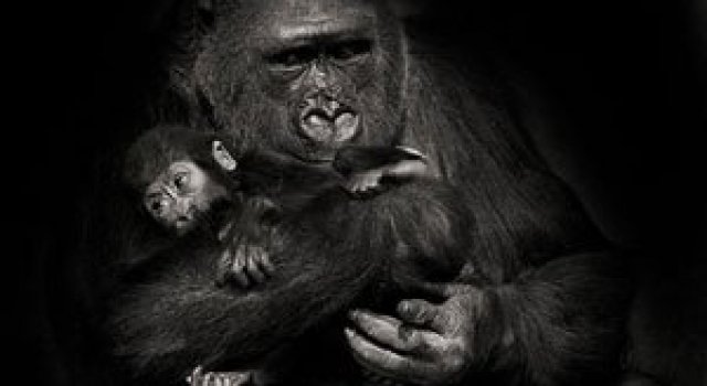 Animalele imblanzite de fotografa Sue Demetriou