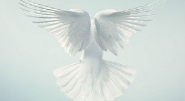 Animale expresive, portretizate de Tim Flach