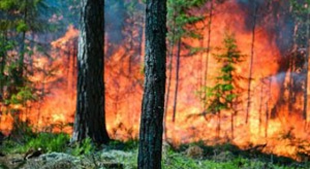 Mats Petersson da foc padurilor