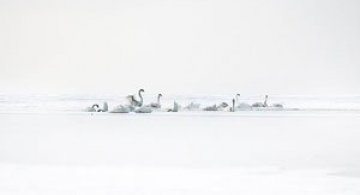 Akos Major se pierde printre zapezi
