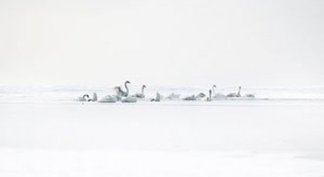 Akos Major se pierde printre zapezi