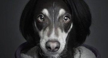 Caini la moda, de Sebastian Magnani