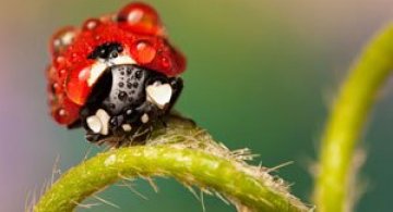 Viata secreta a buburuzelor, fotografiata de Alejandro Ruiz