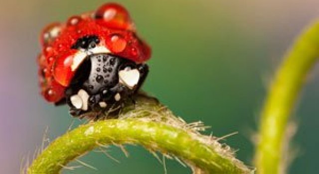Viata secreta a buburuzelor, fotografiata de Alejandro Ruiz