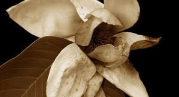 11 poze sepia, delicate ca o aripa de fluture