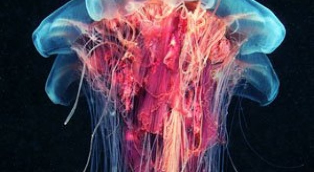 Flori subacvatice - fotografii cu meduze