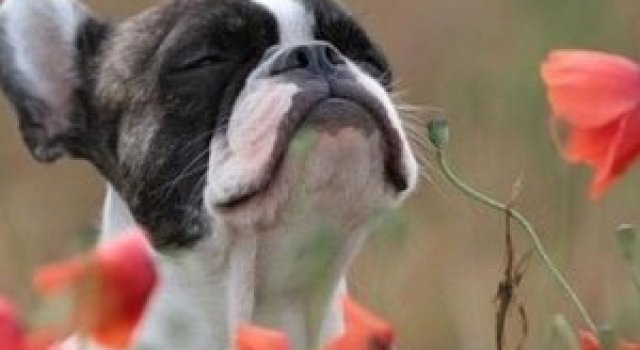 20 de poze induiosatoare cu animale