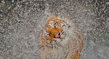 Cele mai bune fotografii National Geographic 2012