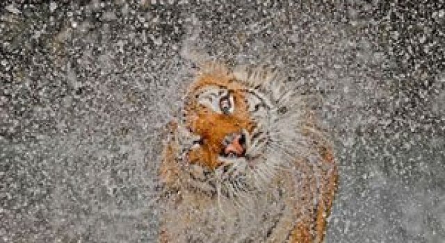 Cele mai bune fotografii National Geographic 2012