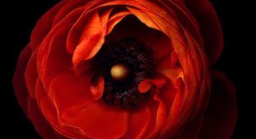 15 fotografii superbe cu flori, de Magda Indigo