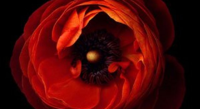 15 fotografii superbe cu flori, de Magda Indigo