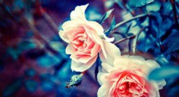 Florile Barbarei in 12 imagini superbe