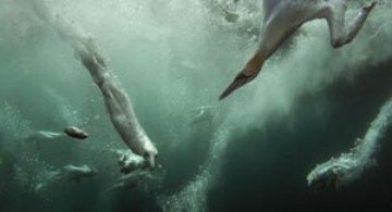 Cele mai frumoase fotografii cu natura Marii Britanii