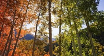 Minunatele culori ale padurilor din Aspen
