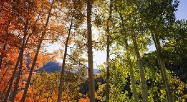 Minunatele culori ale padurilor din Aspen