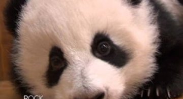 Video: Cum invata puii de panda sa mearga